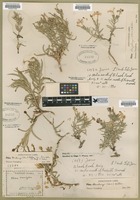 Filed as Phlox stansburyi (Torr.) Heller var. brevifolia (Gray) E. Nels. [family POLEMONIACEAE]
