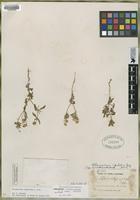 Holotype of Eclipta pusilla M.E. Jones [family ASTERACEAE]