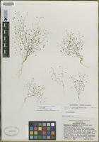 Isotype of Nemacladus sigmoideus G.T. Robbins [family CAMPANULACEAE]
