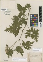 Filed as Rubus laciniatus [family ROSACEAE]