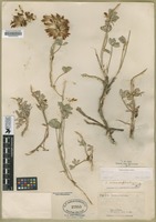 Filed as Trifolium macrocephalum (Pursh) Poir. [family FABACEAE]