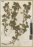 Filed as Ribes americanum P. Mill. [family GROSSULARIACEAE]