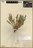 Filed as Oenothera cespitosa Nutt. ssp. crinita (Rydb.) Munz [family ONAGRACEAE]