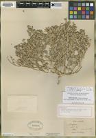 Holotype of Atriplex argentea var. hillmanii M.E. Jones [family CHENOPODIACEAE]
