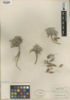 Type of Eriophyllum wallacei [family ASTERACEAE]