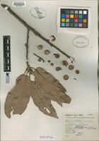 Type of Quercus hintoni E. F. Warburg [family FAGACEAE]