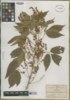 Type of Thouinia acuminata Watson [family SAPINDACEAE]