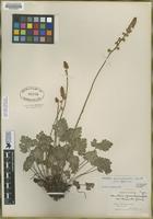 Type of Heuchera parvifolia (grossulariaefolia) var. dissecta Jones [family SAXIFRAGACEAE]