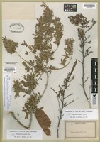 Filed as Calliandra eriophylla [family FABACEAE]