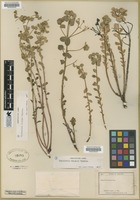 Filed as Euphorbia palmeri Engelm. ex S. Wats. [family EUPHORBIACEAE]
