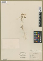 Filed as Gilia cana (M.E. Jones) Heller ssp. cana (M.E. Jones) Heller [family POLEMONIACEAE]
