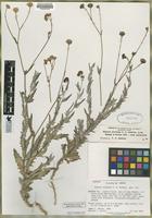 Isotype of Senecio ertterae T.M. Barkley [family ASTERACEAE]