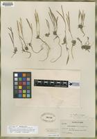 Isotype of Arabis nubigena Macbride & Payson [family BRASSICACEAE]