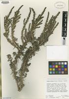 Isotype of Suaeda esteroa Ferren & Whitmore [family CHENOPODIACEAE]
