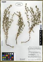 Isotype of Galium serpenticum Dempster ssp. warnerense Demp. & Ehrend. [family RUBIACEAE]