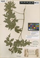 Filed as Rubus laciniatus [family ROSACEAE]