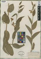 Type of Cypripedium californicum Gray [family ORCHIDACEAE]