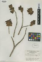 Type of Pedilanthus coalcomanensis Croizat [family EUPHORBIACEAE]