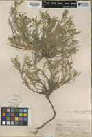 Type of Astragalus drepanolobus var. aberrans M.E. Jones [family FABACEAE]