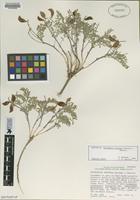 Isotype of Astragalus ertterae Barneby & Shevock [family FABACEAE]