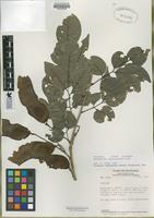 Isotype of Machaerium nicaraguense [family FABACEAE]