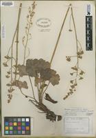 Type of Heuchera parvifolia Nutt. var. utahensis (Rydb.) Garrett [family SAXIFRAGACEAE]