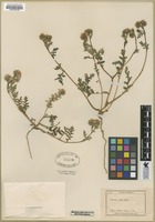 Filed as Phacelia ciliata Benth. [family HYDROPHYLLACEAE]