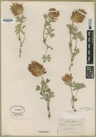 Filed as Trifolium macrocephalum (Pursh) Poir. [family FABACEAE]