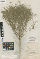 Type of Chenopodium capillare M.E. Jones [family CHENOPODIACEAE]