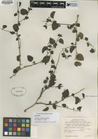 Type of Acalypha californica Bentham [family EUPHORBIACEAE]