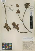 Isotype of Pedilanthus coalcomanensis Croizat [family EUPHORBIACEAE]