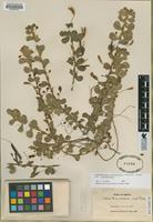 Type of Chamaecrista rotundifolia Jones var. rotundifolia [family FABACEAE]