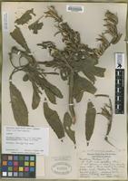 Isotype of Oenothera hookeri Torr. & A. Gray ssp. montereyensis Munz [family ONAGRACEAE]