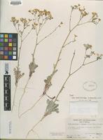 Holotype of Gilia cana (Jones) Heller ssp. bernardina Grant [family POLEMONIACEAE]