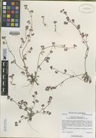 Isotype of Chorizanthe pungens Benth. var. hartwegiana Rev. & Hardham [family POLYGONACEAE]