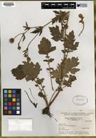 Isotype of Geum aleppicum var. cuneatum [family ROSACEAE]