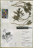 Isotype of Coprosma oliveri Fosberg [family RUBIACEAE]