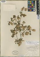 Holotype of Acer glabrum Torr. var. greenei Keller [family ACERACEAE]