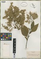 Isotype of Celosia monosperma Rose [family AMARANTHACEAE]