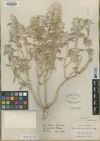 Type of Salvia funerea Jones [family LAMIACEAE]