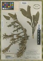 Holotype of Oenothera hookeri Torr. & Gray ssp. montereyensis [family ONAGRACEAE]