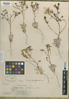 Type of Gilia latiflora var. cana Jones [family POLEMONIACEAE]