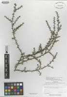 Isotype of Salsola ryanii [family CHENOPODIACEAE]