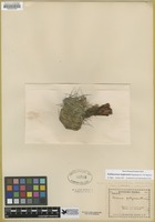 Filed as Echinocereus mojavensis (Engelm. & Bigelow) Rumpl. [family CACTACEAE]
