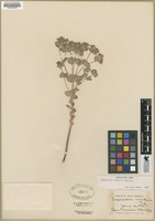 Filed as Euphorbia palmeri Engelm. ex S. Wats. [family EUPHORBIACEAE]