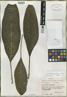 Isotype of Charpentiera densiflora Sohmer [family AMARANTHACEAE]