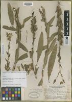 Isotype of Oenothera hookeri Torr. & A. Gray var. wolfii Munz [family ONAGRACEAE]