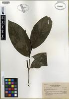 Syntype of Piper dezertense Trelease [family PIPERACEAE]