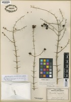 Filed as Duranta erecta [family VERBENACEAE]