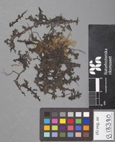 Type? of Anthoceros dilatatus Steph. [family ANTHOCEROTACEAE]
